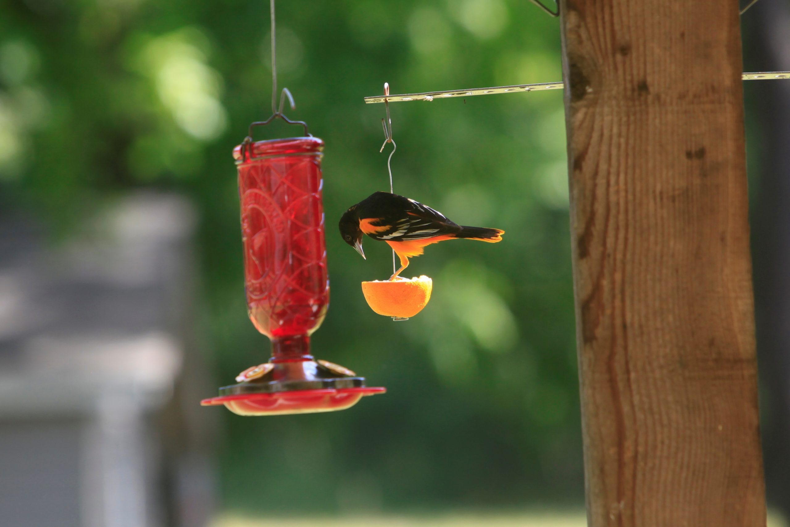 How To Make Homemade Oriole Feeder Orioles Can't Resist This Oriole Nectar Recipe - Birds and Blooms