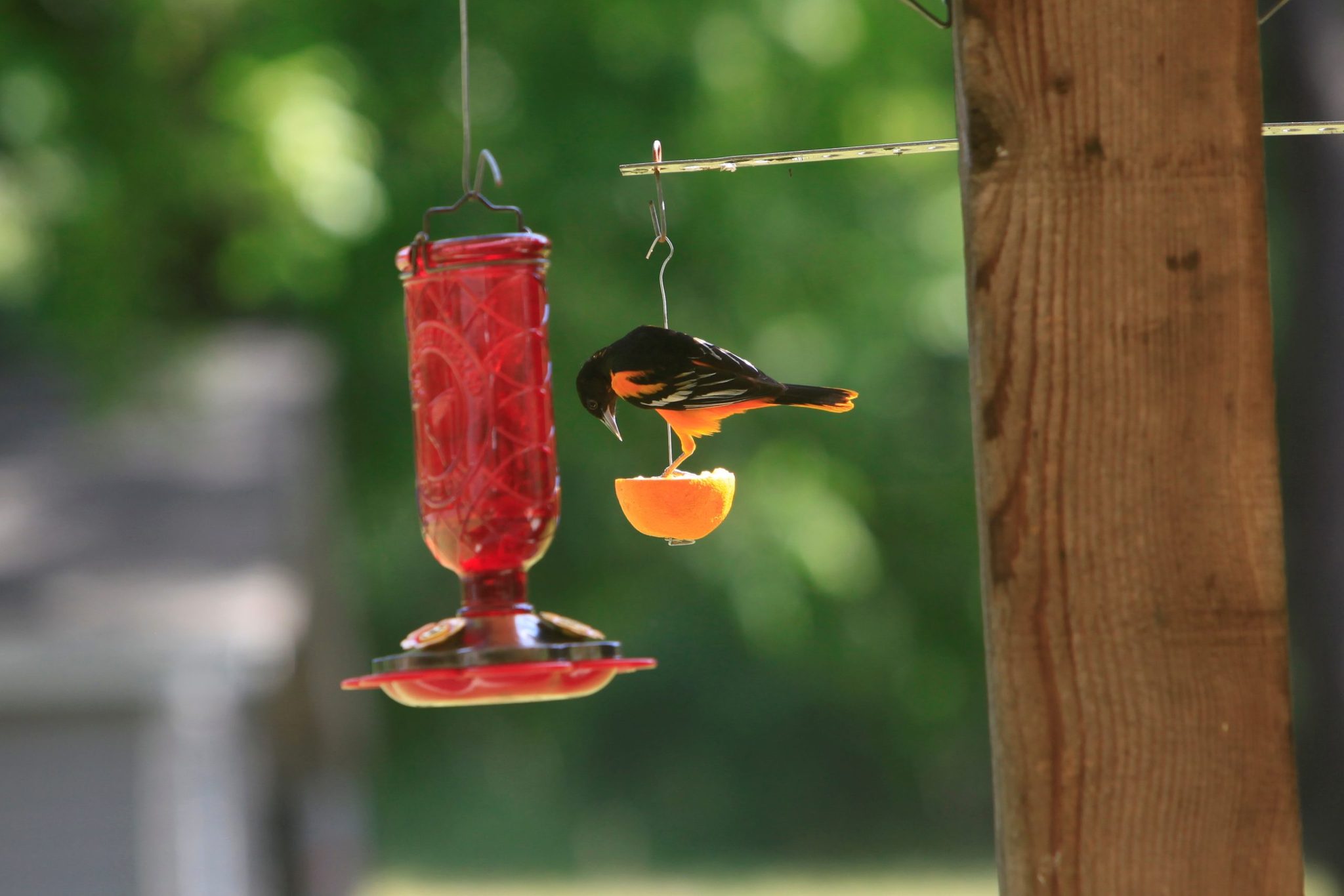 Orioles Can't Resist This Oriole Nectar Recipe Birds and Blooms