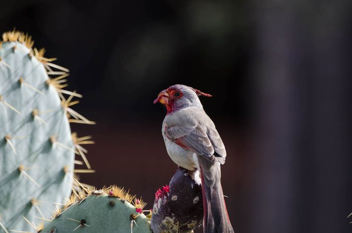 birds that look like cardinals, pyrrhuloxia
