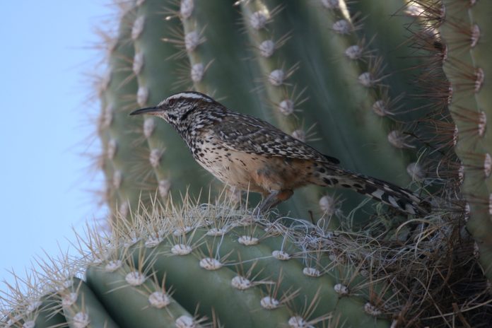 cactus wren, desert birds