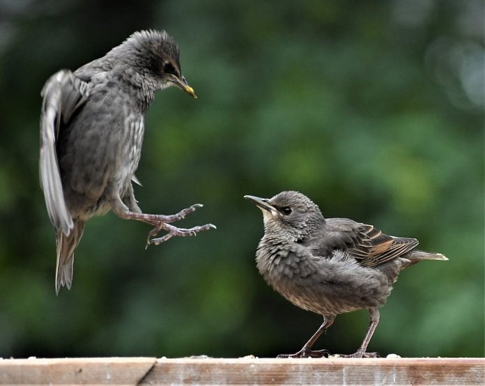juvenile starlings