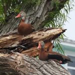 How to Identify a Black-Bellied Whistling Duck