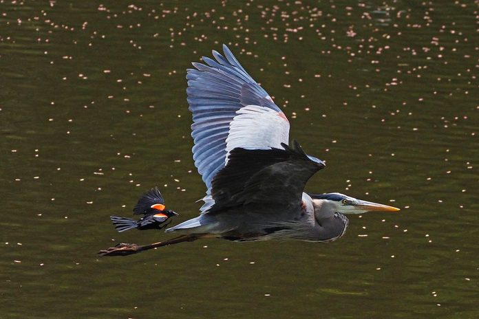 red winged blackbird and great blue heron