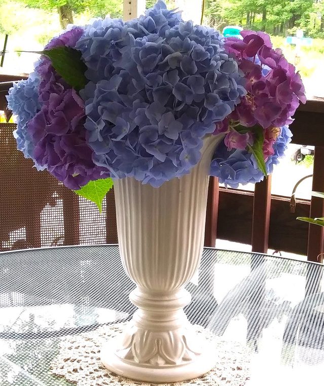 fresh cut hydrangeas in a vase