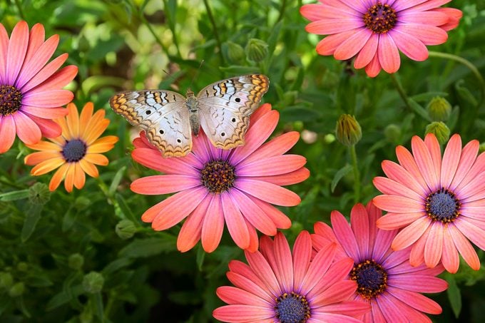 White peacock butterfly on an African daisy