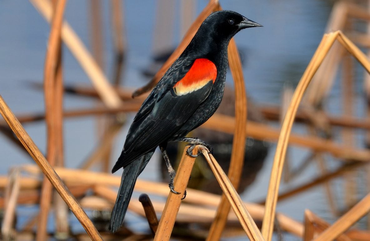 Get Ready Red-Winged Blackbird Season - and Blooms