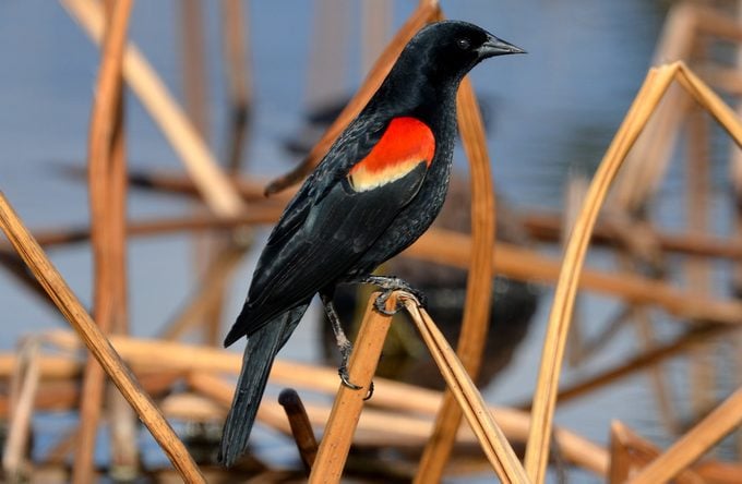 5 Types Of Blackbirds You Should Know - Birds And Blooms