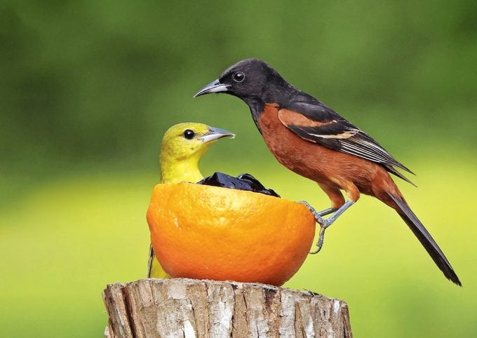 male and female orchard oriole