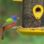 Top 12 Tips to Attract Birds to Your Feeders