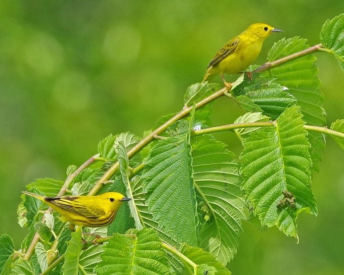 yellow warbler vs goldfinch