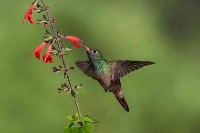 buff bellied hummingbird, rio grande valley birds