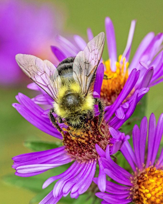 Bumblebee on purple aster