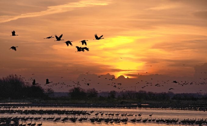 sandhill crane migration nebraska