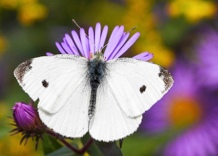 An adult cabbage white butterfly landing on a purple aster.