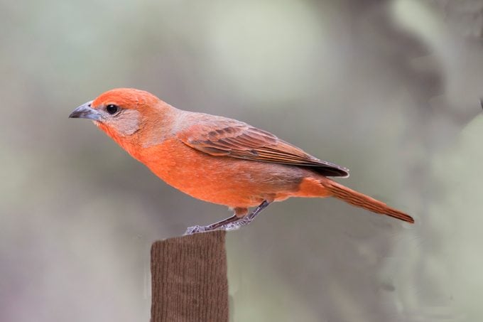 Hepatic Tanager male, tanager bird