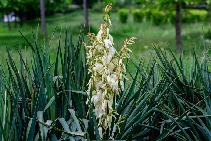 White flowers of Yucca filamentosa, commonly known as Adam’s needle and thread, with green leaves in a sunny summer garden