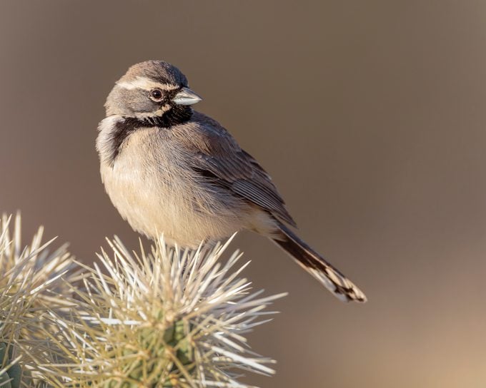 A black-throated sparrow sits on a cactus in Tucson, Arizona