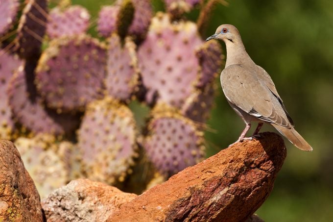 White-winged Dove, Zenaida asiatica, USA, Arizona