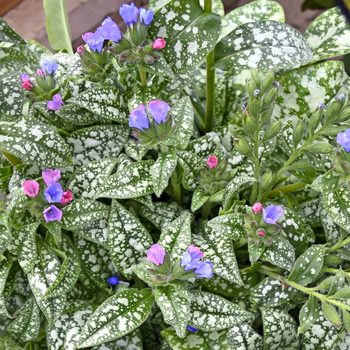 Pwpulmonaria lungwort Pink A Blue