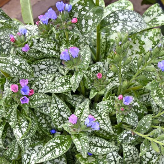 Lungwort (Pulmonaria) Flower Care and Growing Tips
