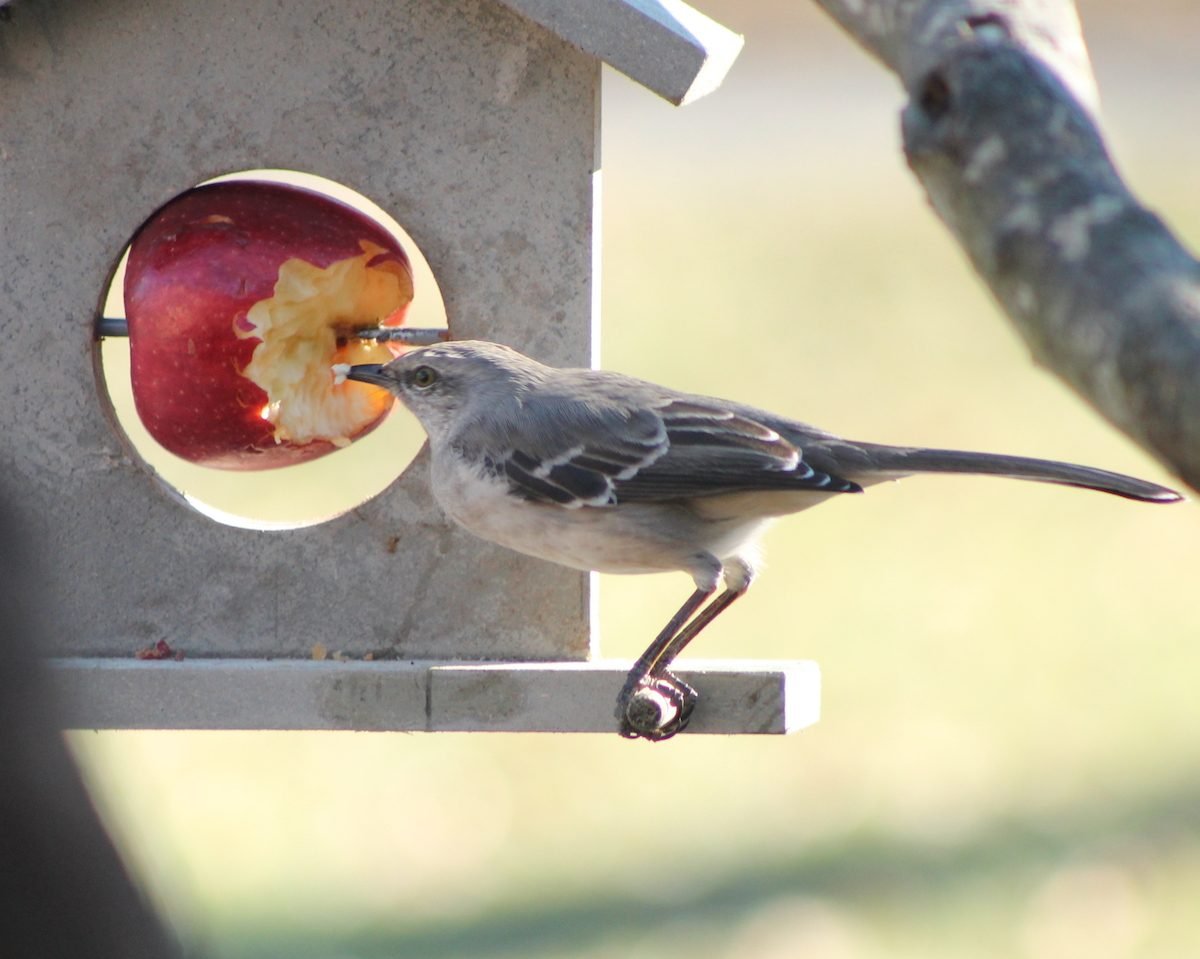 bird eating apple, what can birds eat