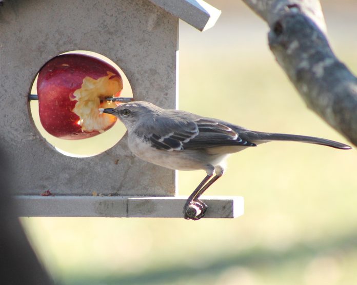 bird eating apple, what can birds eat