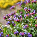 Lungwort Plants Are a Breath of Fresh Air
