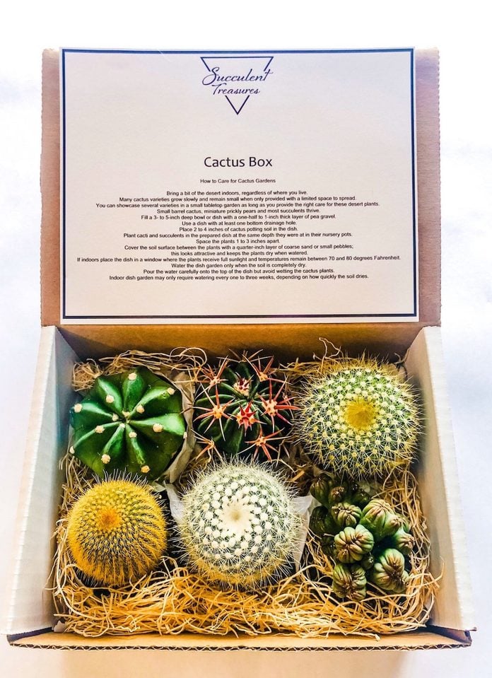 cacti gift box