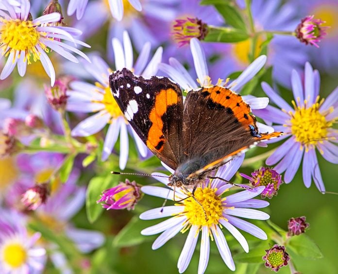 Beautiful Late Summer Flowering Aster Flowers Also Known As Symphyotrichum Or Michaelmass Daisy With A Red Admiral Butterfly Collecting Pollen