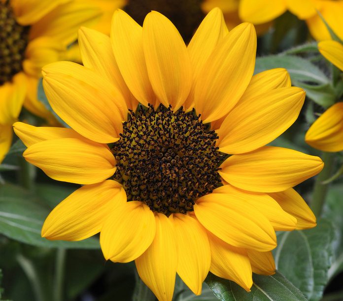 Native Plants Sunflower Miss Sunshine Bloom 4048