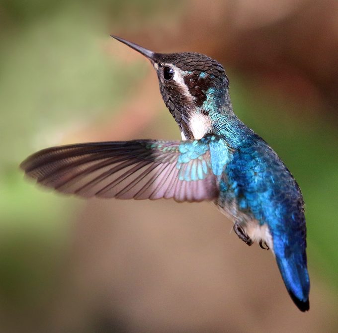 208 Topright Bee hummingbird
