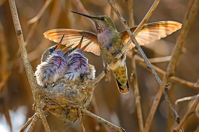 female anna's hummingbird on nest