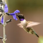 How to Identify a Black-Chinned Hummingbird