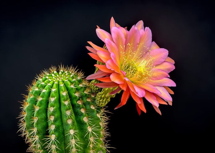 beautiful flowers, Argentine Giant cactus
