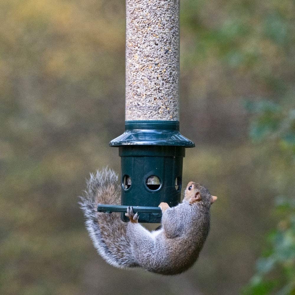 Squirrel Buster Plus Squirrel-proof Bird Feeder w/Cardinal Ring and 6 Feeding 