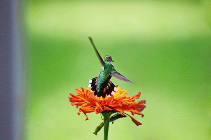 praying mantis hummingbird