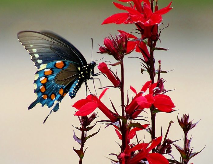 swallowtail on cardinal flower