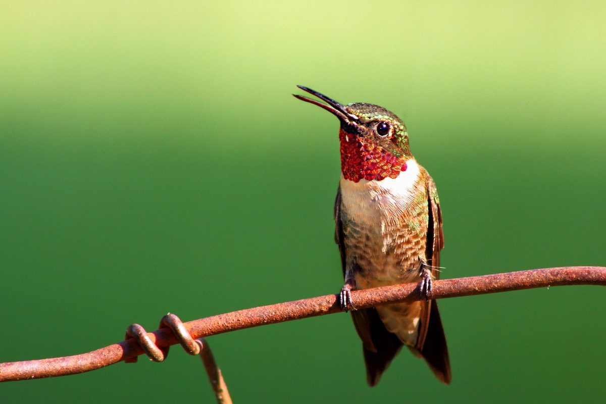 Identify and Attract a RubyThroated Hummingbird Birds and Blooms