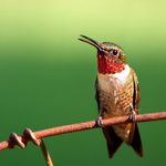How to Identify and Attract a Ruby Throated Hummingbird