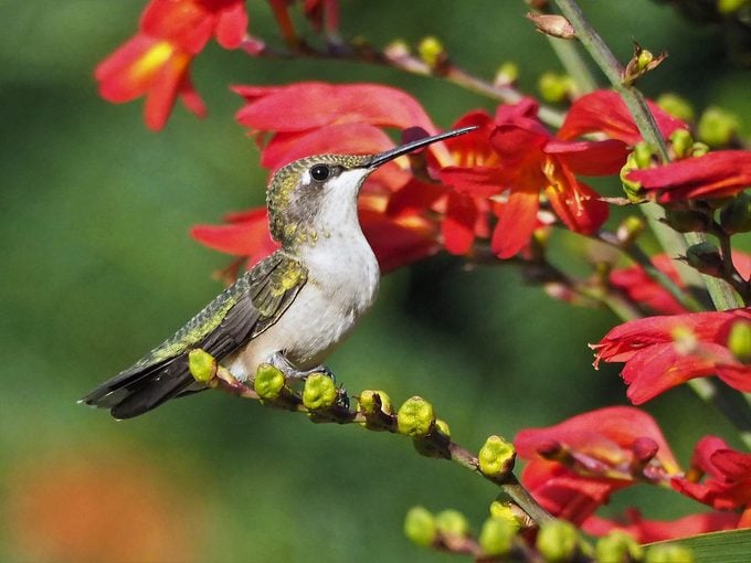 female ruby throated hummingbird