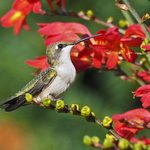 Hummingbirds Can’t Resist Fiery Crocosmia Flowers