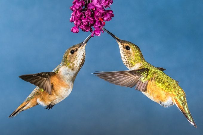 female rufous hummingbirds