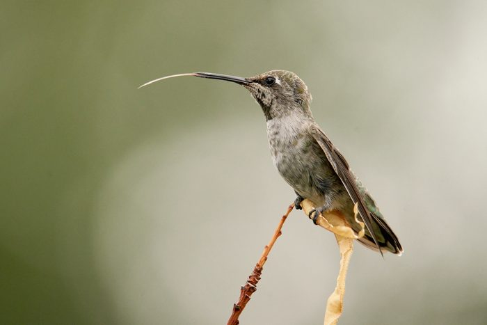 anna's hummingbird tongue