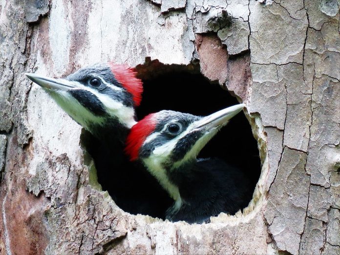 baby pileated woodpeckers