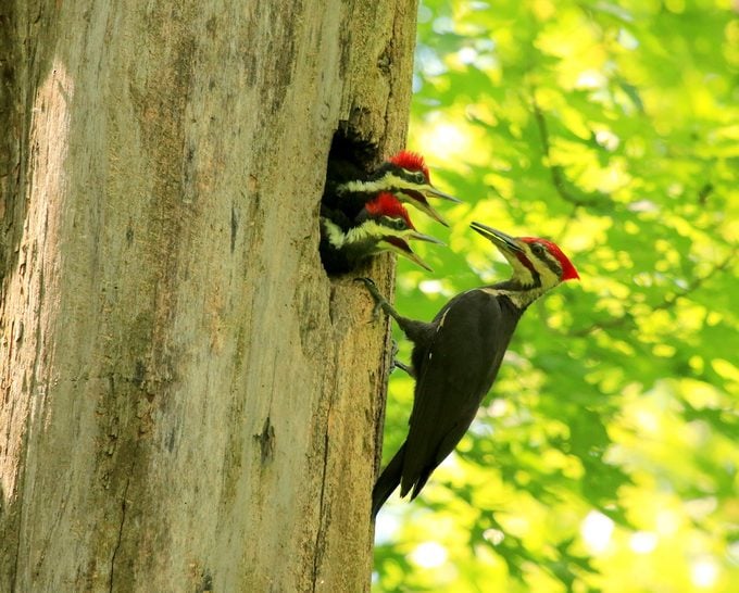 pileated woodpecker, urban birding
