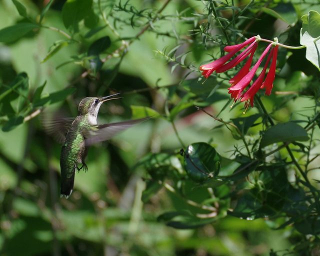 hummingbird open beak