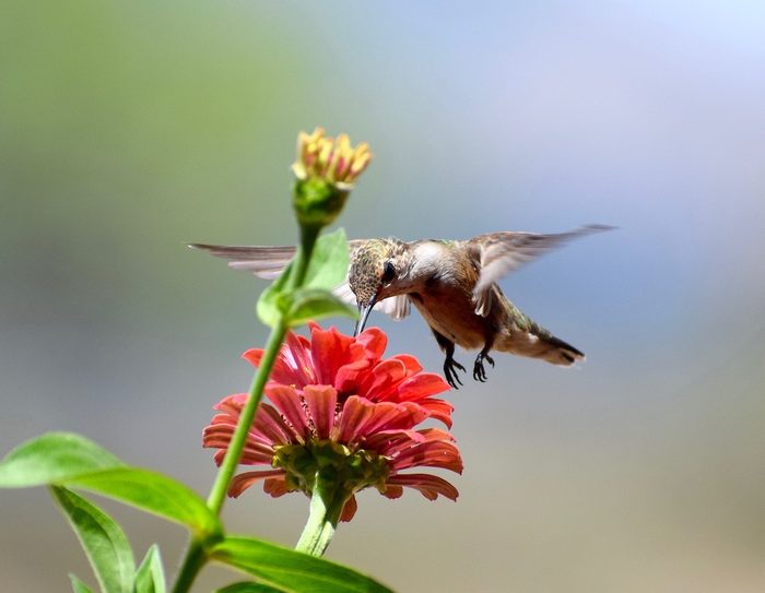 female black chinned hummingbird