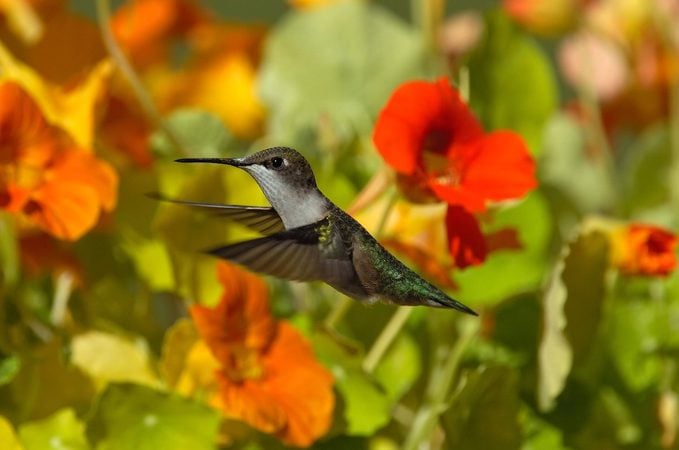 hummingbird nasturtium flowers