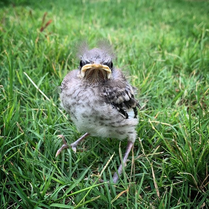 baby mockingbird