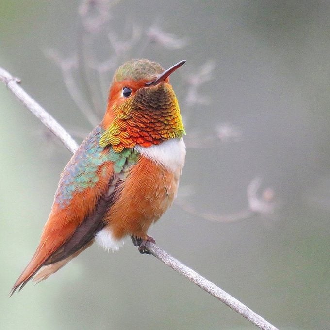 Allen's hummingbirds